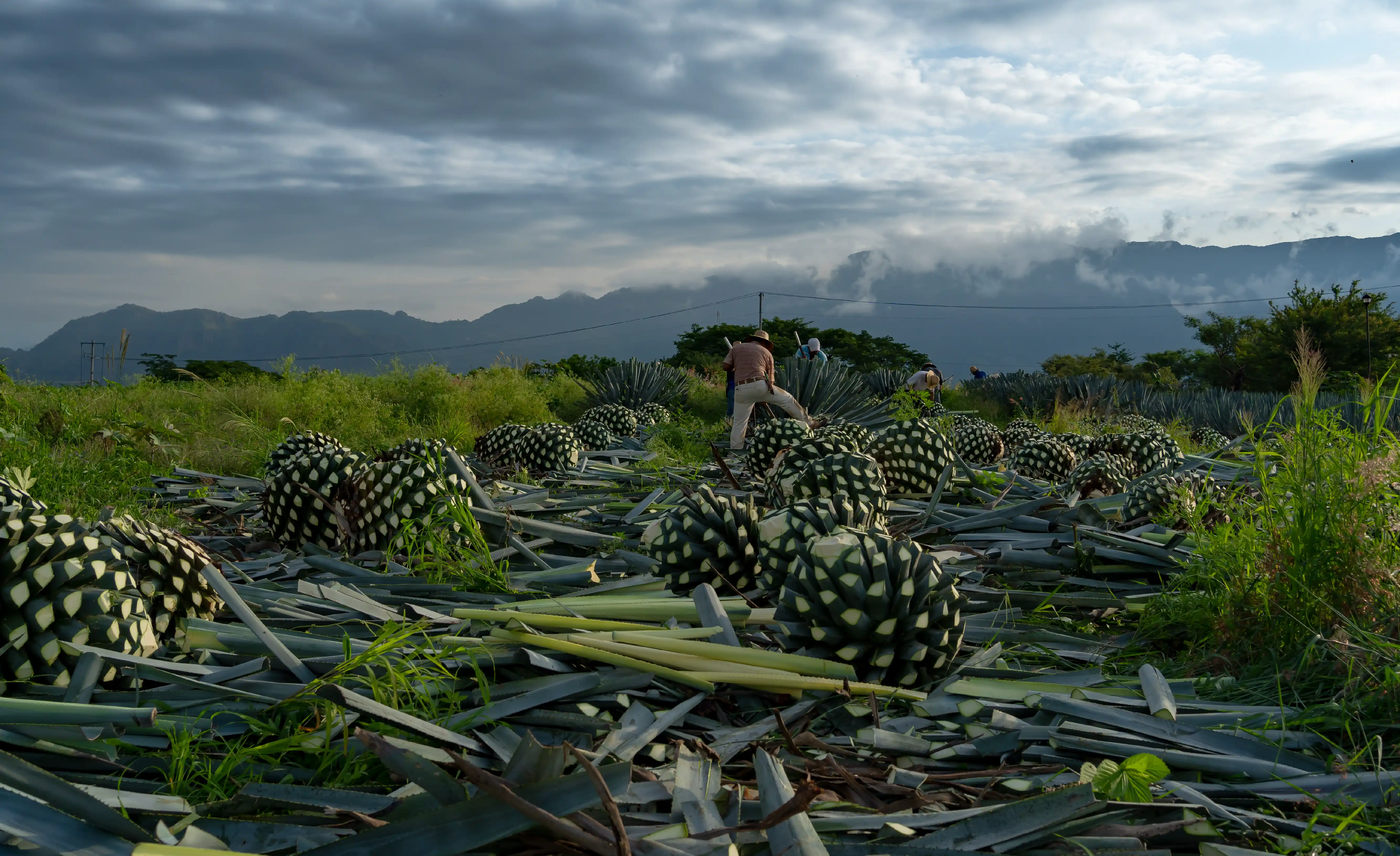 Agaves-de-tequila